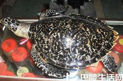 玳瑁的功效和价值 医用收藏各有春秋