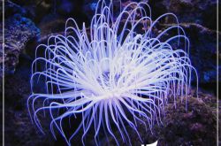 珊瑚图片大全		珊瑚种类大全