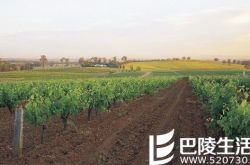 全球最值得游览的15条葡萄酒之路（上）