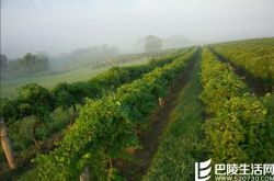 专家有话说：美国葡萄酒旅行必去产区