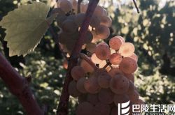 阿里高特：在霞多丽旁依旧闪光的勃艮第品种