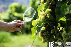 五分钟，轻松了解人见人爱的雷司令