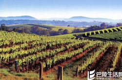 猎人谷葡萄酒指南