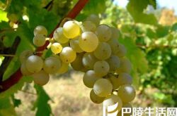 长相思，你更钟爱哪个产区？