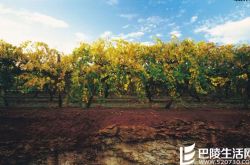 除了波尔多，这些地方的赤霞珠也不错