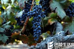 如果你喜欢西拉，还可以试试这8种葡萄酒