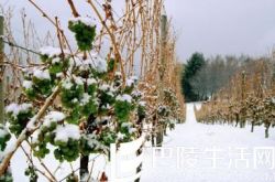 关于冰酒的这七件事，你听说过吗？