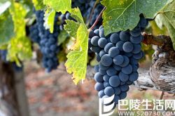 漫谈仙粉黛和普里米蒂沃