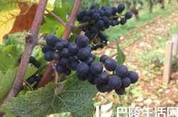 艳阳下的勃艮第——记录2015年份勃艮第白葡萄酒