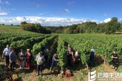 波尔多正值采收季，收藏者有何期待？