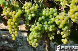 厉害了，我的麝香葡萄