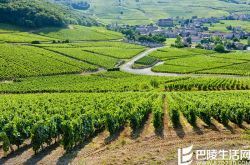 双皇后的对决：黑皮诺VS内比奥罗