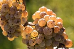 晚收葡萄酒的秘密