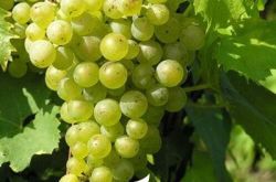 带你见识晚采收葡萄酒