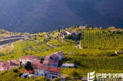 意大利顶级佳酿——阿玛罗尼全解密