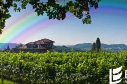 彩虹之国：南非葡萄酒概况