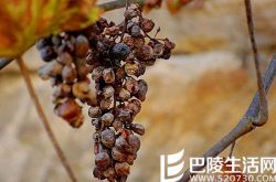 漫谈贵腐酒和冰酒