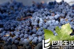 2016年纳帕谷收成报告：赤霞珠品质优异，产量走低