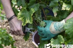 2016法国葡萄酒产量为30年最低