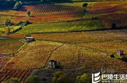 今日美图——醉美葡萄酒乡罗讷河谷
