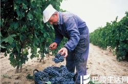 2016年里奥哈葡萄质量双收