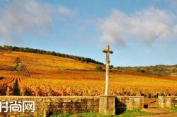 2015年勃艮第葡萄酒供不应求