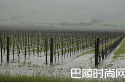 美国加州干涸的葡萄园在雨中狂欢