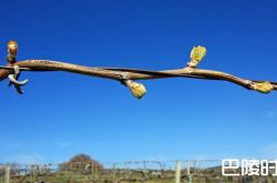 春天来了，酒庄里在忙活些什么呢？