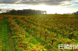 探索西澳洲产酒区