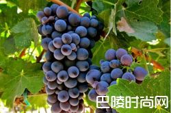 细说巴贝拉葡萄酒