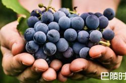 浅谈酵母对葡萄酒风味的影响