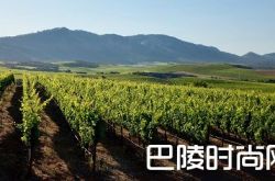 嘉露将收购纳帕谷马车葡萄园