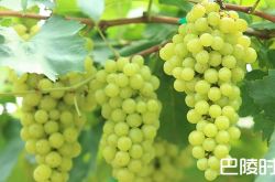 维蒂奇诺那些事儿