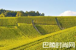 除了香槟，香槟产区还有这些酒