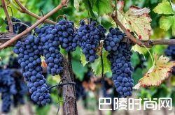 除了赤霞珠，这些葡萄酒也不错