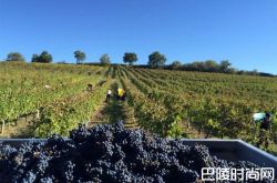 2016年波尔多葡萄园天气一览