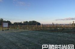 简·安森：2016年波尔多右岸期酒初印象