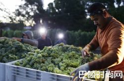 纳帕谷的葡萄何时摘？