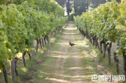 英国2017年计划种植100万株葡萄藤