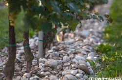 解读波尔多2016耀眼产区：波雅克与圣埃斯泰夫