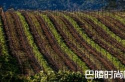 柯波拉酒庄收购银木葡萄园