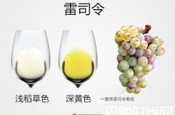 摩泽尔河谷葡萄酒指南