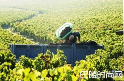 2016期酒解读：品质、评分和定价因素