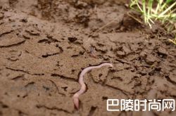 守护葡萄园的小动物们