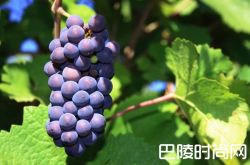 娇俏小公主，任性黑皮诺