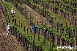 纳帕、索诺玛种植者已有新方法应对白粉病