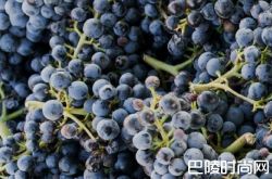 黑马：澳大利亚的慕合怀特