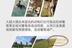 葡萄园里的劳动人民在与哪些“敌人”做斗争？