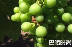 小测：那些冷门的白葡萄酒知识你知道多少？