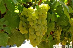 关于霞多丽，入门者想问却问不出口的问题，这就揭晓答案